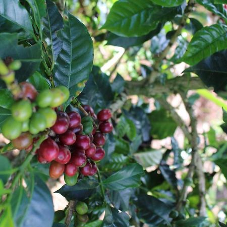 Finca Cafetera El Coral Jardín Εξωτερικό φωτογραφία